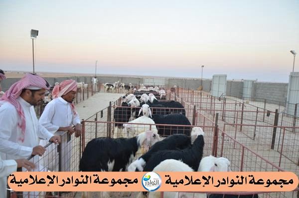 فعاليات صالة الزلفي للنجد لعام 1 / 12 / 1434هجري